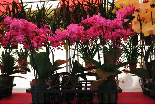 Chợ hoa Tết Giáp Ngọ của người Việt ở Mỹ